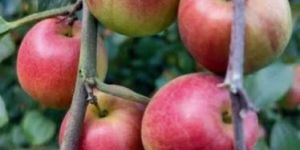 Seedless Apple Ber Plant