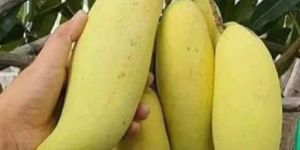 Thai Banana Mango Plant