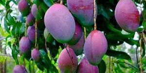 Tommy Atkins Mango Plant