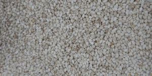 White Sesame Seed