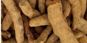 Yellow Turmeric Finger