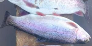 Kashmir Rainbow Trout Fish