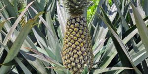 Queen Pineapple