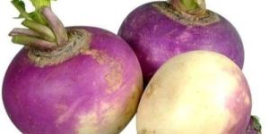 Fresh Turnip