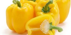Fresh Yellow Capsicum