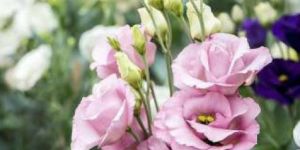 Lisianthus Fresh Flower