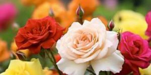 Multicolor Rose Flower