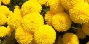 Yellow Chrysanthemum Flower