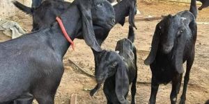 Female Pregnant Beetal Goat