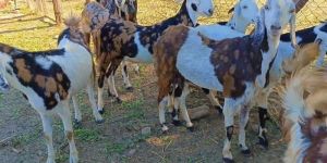 Female Pregnant Gujari Goat