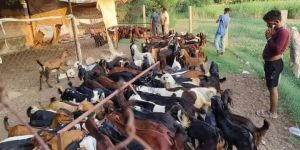 Male Sirohi Cutting Goat