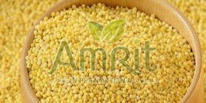 Foxtail Millet