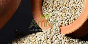 Pearl Millet