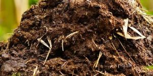 Donkey Dung