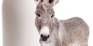 Donkey Milk