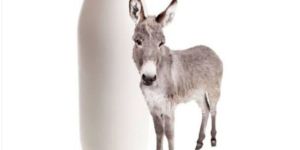 FRESH DONKEY MILK