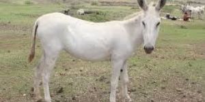 Live Halari Donkey