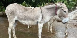 Live Katwadi Donkey
