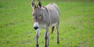 Live Local Donkey