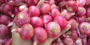 Fresh Small Onion