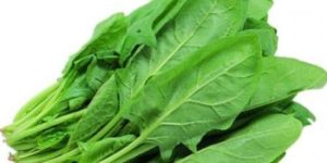 Fresh Spinach Leaves