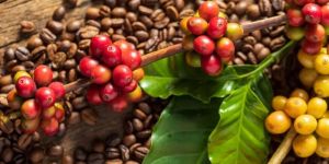 Arabica Coffee Beans