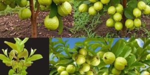 Fruitful Guava Plant