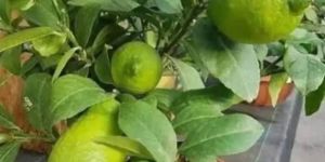 Sweet Lemon Plant