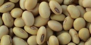 Soyabean