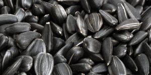 Sunflower Seed