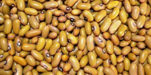 Yellow Kidney Beans