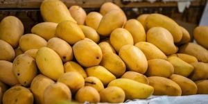 Yellow Mango