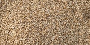 Sesame Seeds