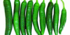 Export Quality Green Chilli
