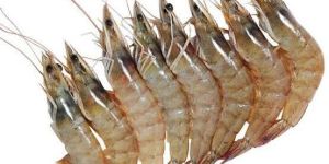 Frozen Vannamei Shrimps