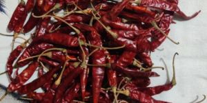 S17 Teja Red Chilli
