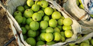Organic Guava Fruit
