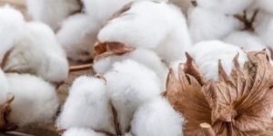 Raw Cotton