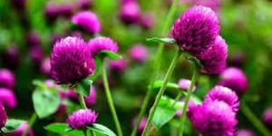 Fresh Amaranth Flower