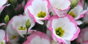 Fresh Eustoma Flower
