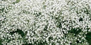 Fresh Gypsophila Flower