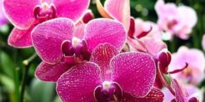 Fresh Orchid Flower