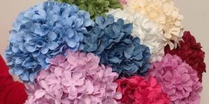 Fresh Hydrangea Flower