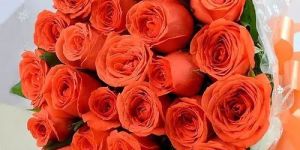 Orange Fresh Rose Flower