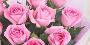 Pink Fresh Rose Flower