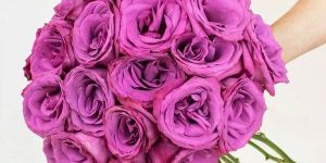 Purple Fresh Rose Flower