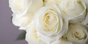 White Fresh Rose Flower