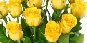 Yellow Fresh Rose Flower