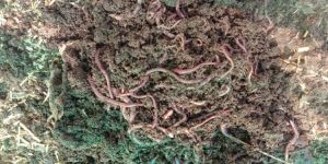 Live Eisenia Fetida Earthworm