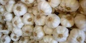 Natural Desi Garlic
